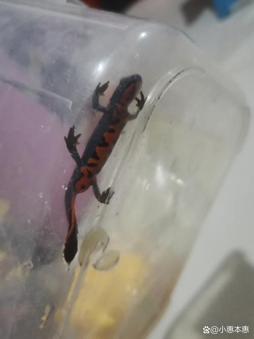 給我一張火龍魚的圖片，火龍魚的奧秘