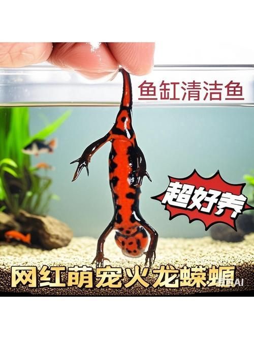 給我一張火龍魚的圖片，火龍魚的奧秘