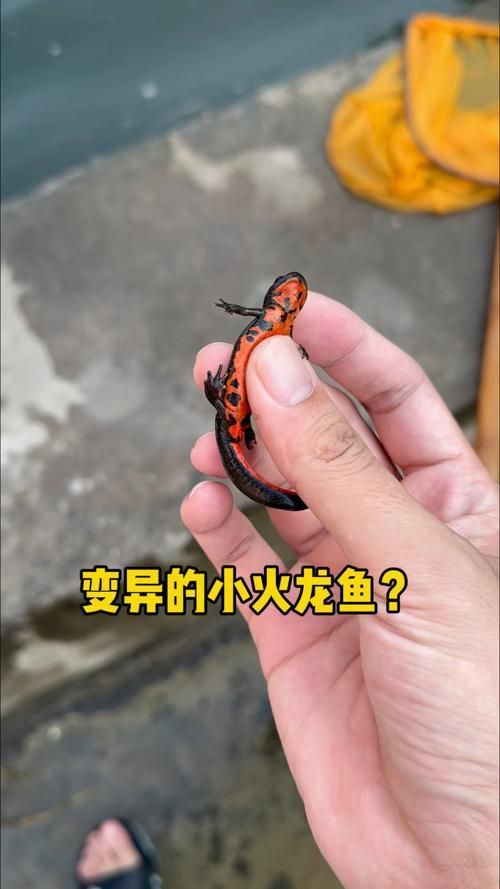 給我一張火龍魚的圖片，火龍魚的奧秘