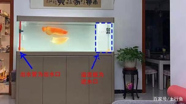 如何判斷龍魚缸出水口是否合適？，如何判斷魚缸出水口是否合適