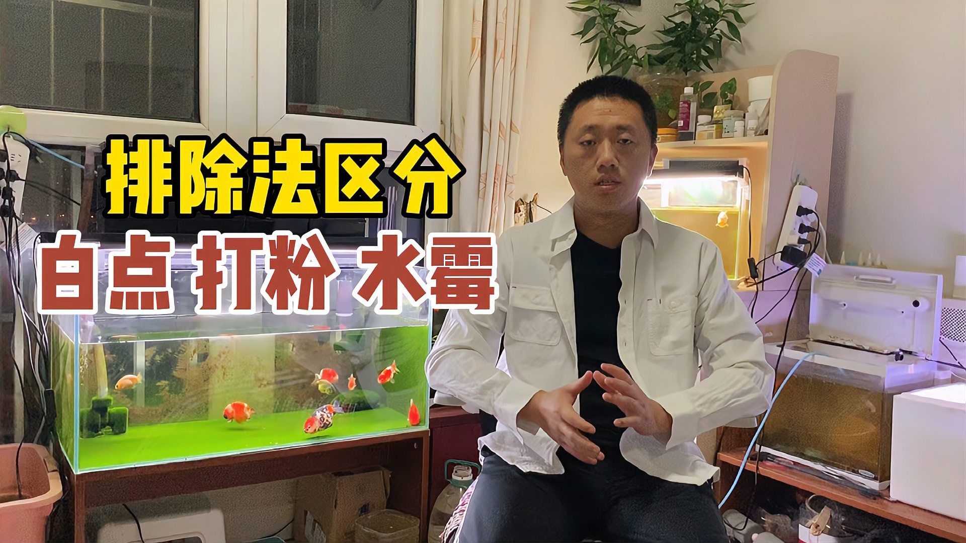 如何區分金魚的白點病和水霉病，如何區分金魚白點病和水霉病