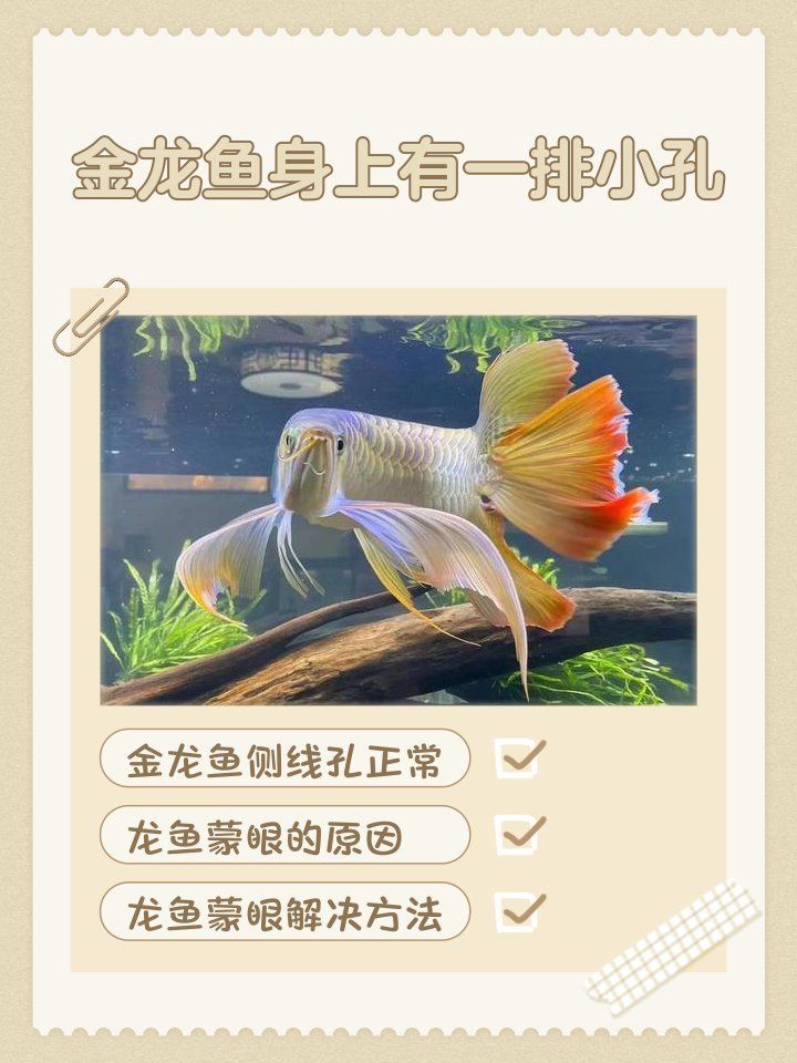 請提供更多金龍魚疾病信息，常見的金龍魚疾病及其相關信息，金龍魚疾病如何治療
