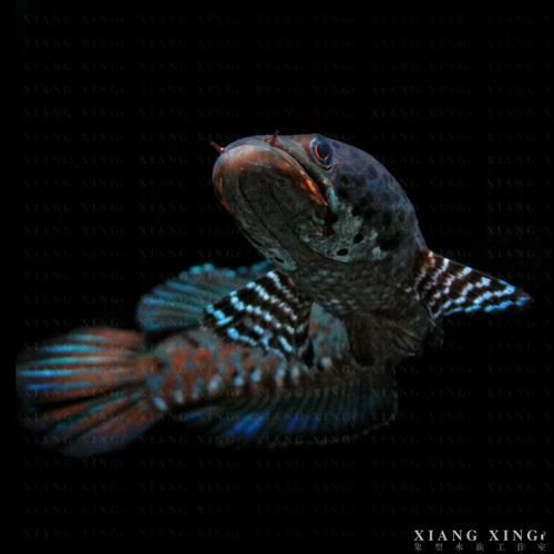 雷龍魚哪種顏色最珍貴和稀有，巴卡雷龍的稀有性源于多重因素，網友誤將“白化雷龍”或“金黃變異體”視為頂級