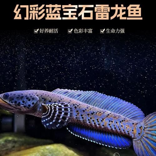 雷龍魚哪種顏色最珍貴和稀有，巴卡雷龍的稀有性源于多重因素，網友誤將“白化雷龍”或“金黃變異體”視為頂級