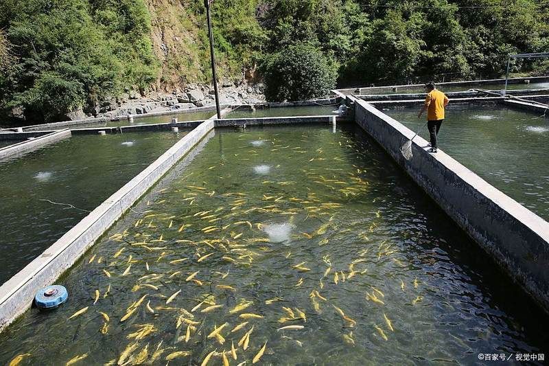 大頭魚浮頭后如何恢復，大頭魚（鳙魚）恢復方案