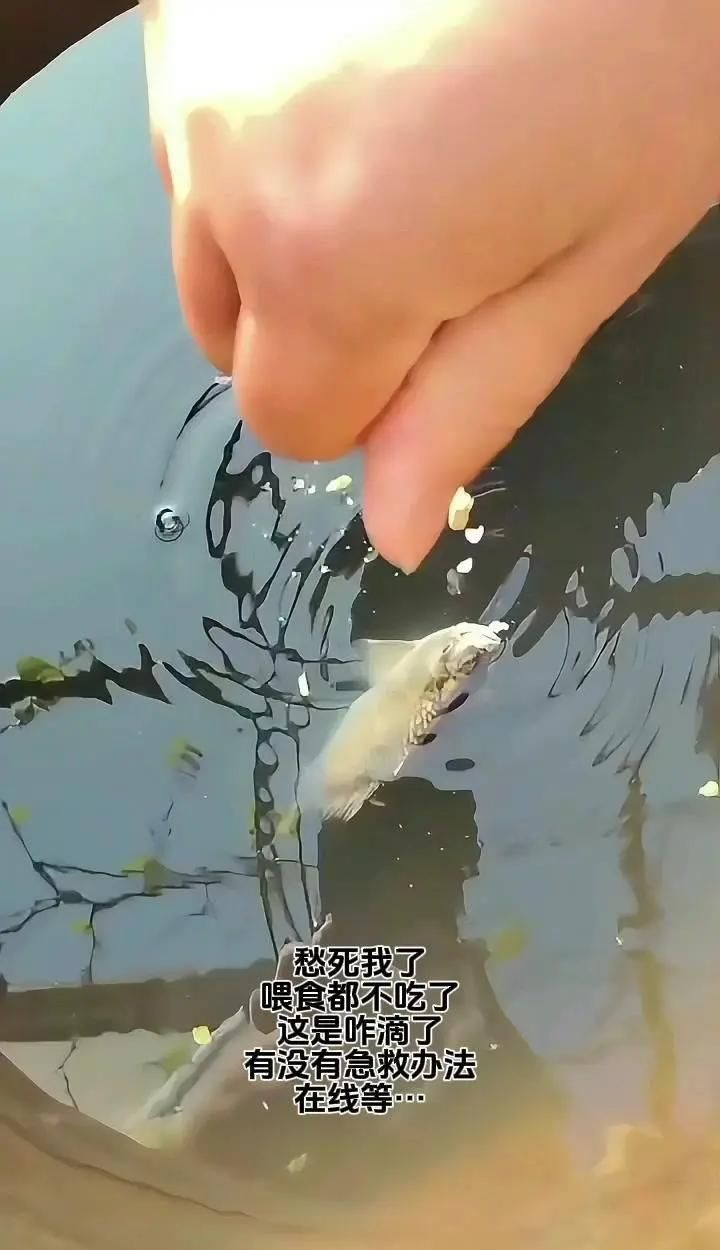 大頭魚浮頭后如何恢復，大頭魚（鳙魚）恢復方案