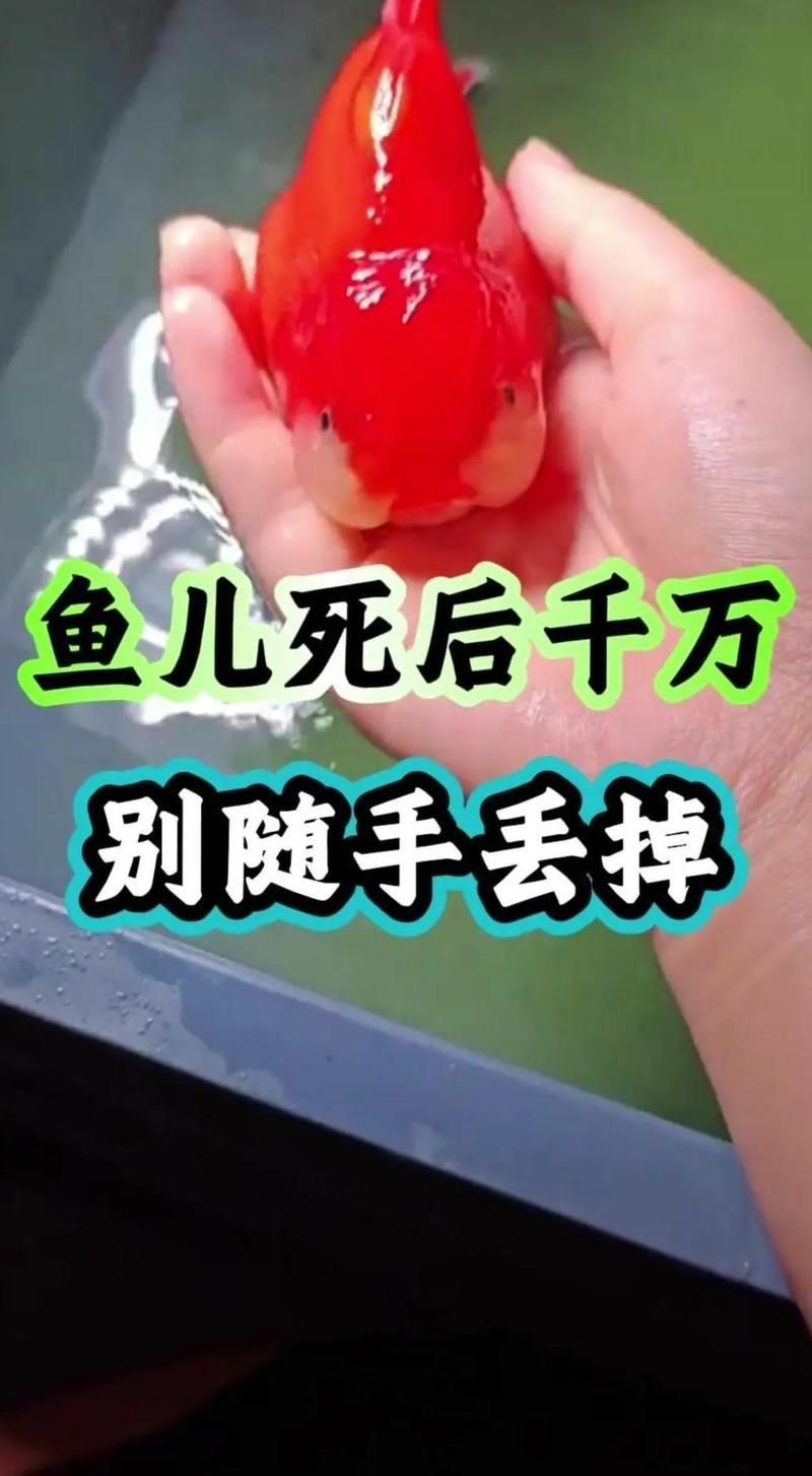 龍魚死亡后如何處理更環保，魚死亡后，正確的處理方式對環保至關重要，環保至關重要