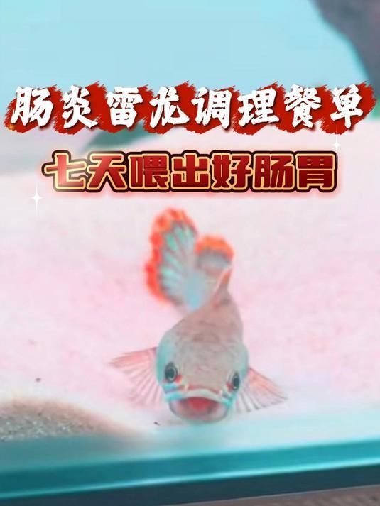雷龍魚腸炎能不能自愈，雷龍魚腸炎怎么辦