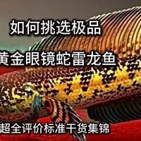 如何挑選龍魚幼魚，龍魚幼魚如何挑選