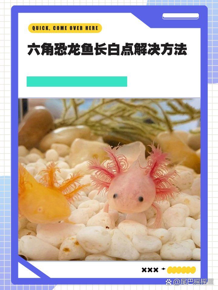 六角龍魚白斑病多久能治好，六角恐龍魚白斑病治療指南