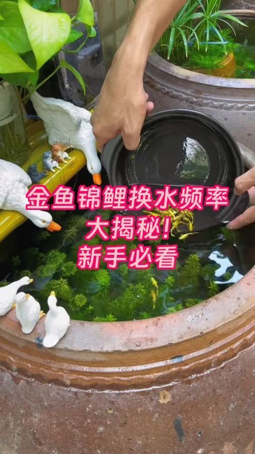 新手養金魚需要多久換一次水，如何判斷金魚是否需要換水