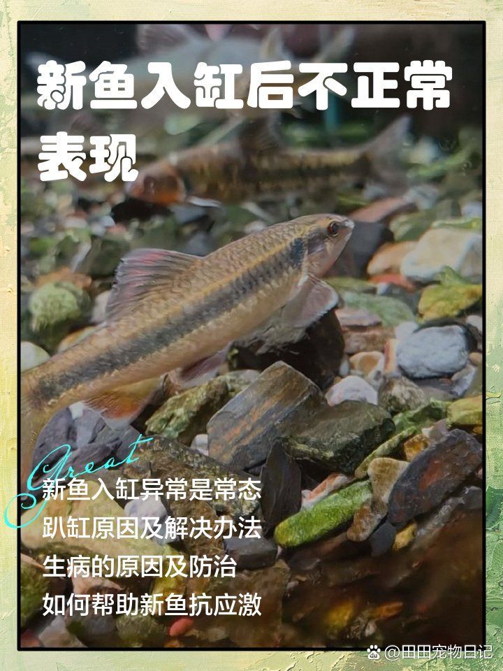 新魚趴缸后多久會(huì)開始覓食，新魚入缸后出現(xiàn)趴缸現(xiàn)象是常見應(yīng)激反應(yīng)，如何判斷新魚是否開始覓食