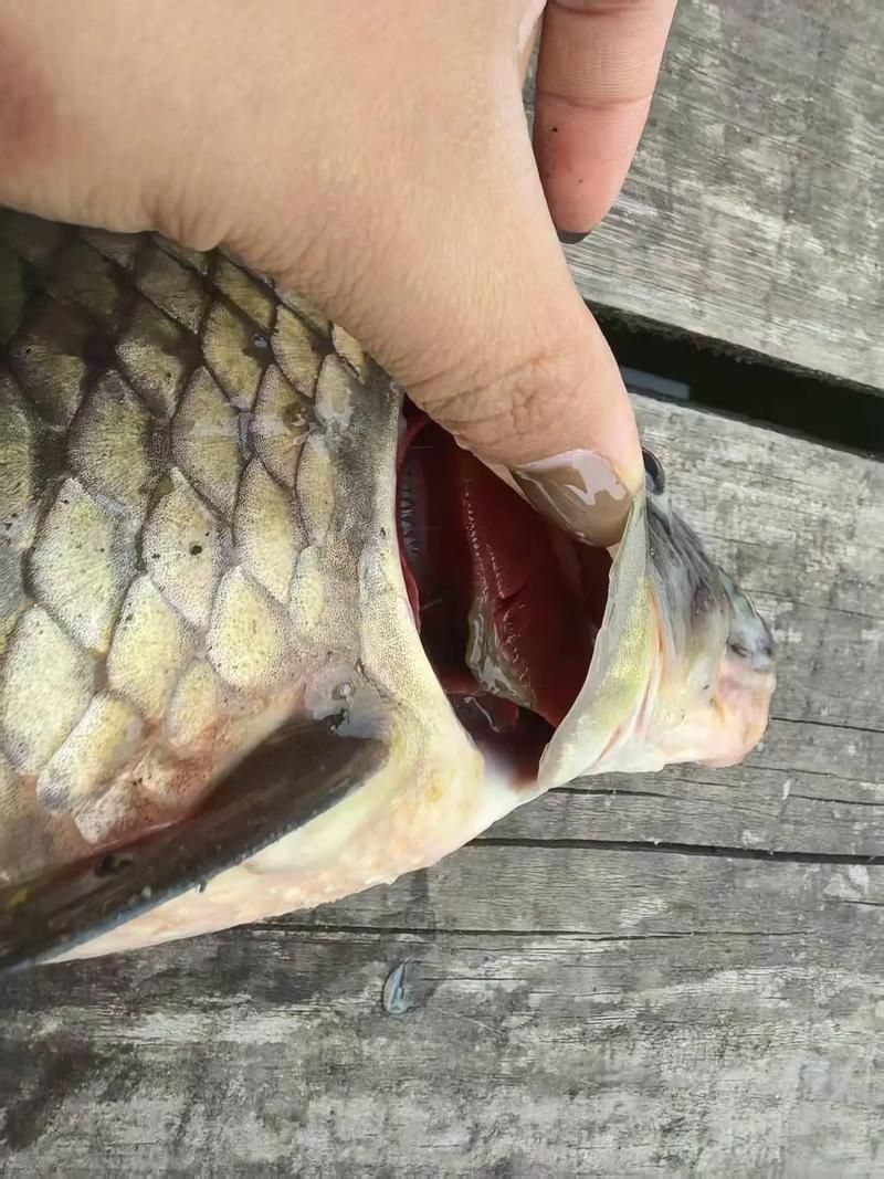 如何判斷蚌山龍魚是否新鮮？