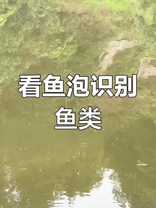 觀魚釣魚技巧分享，西安觀魚釣魚技巧分享