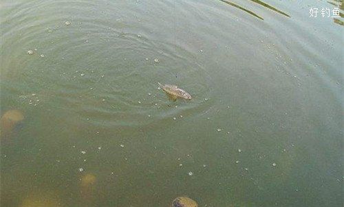 觀魚釣魚技巧分享，西安觀魚釣魚技巧分享