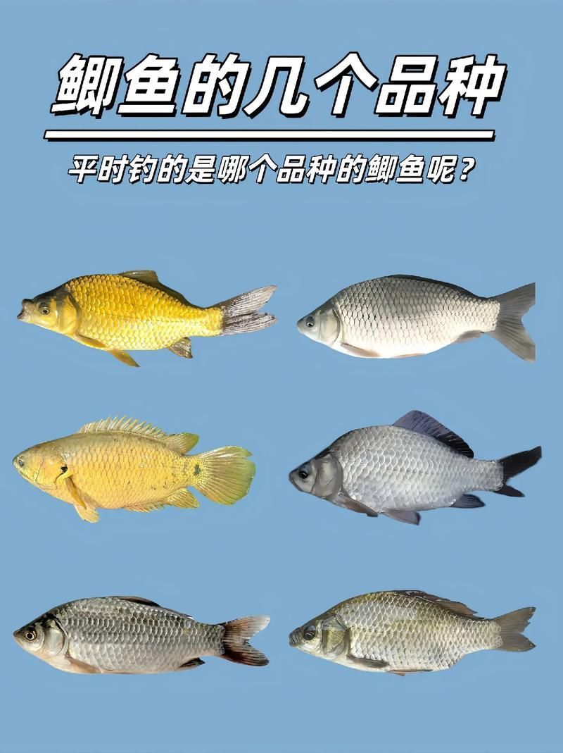 觀魚釣魚技巧分享，西安觀魚釣魚技巧分享