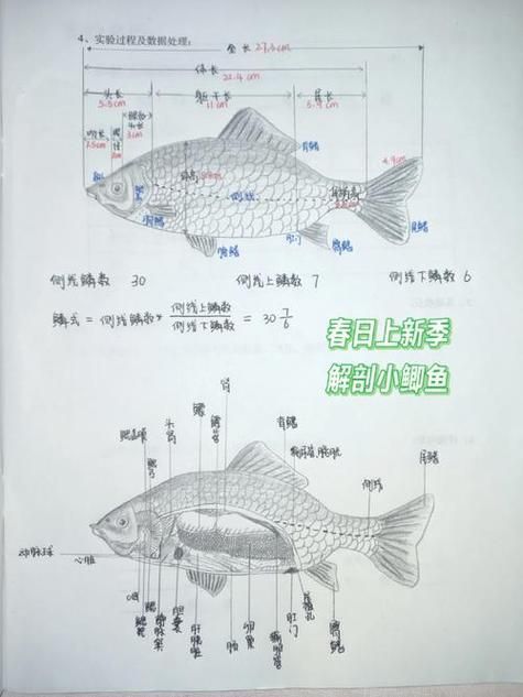 觀魚釣魚技巧分享，西安觀魚釣魚技巧分享