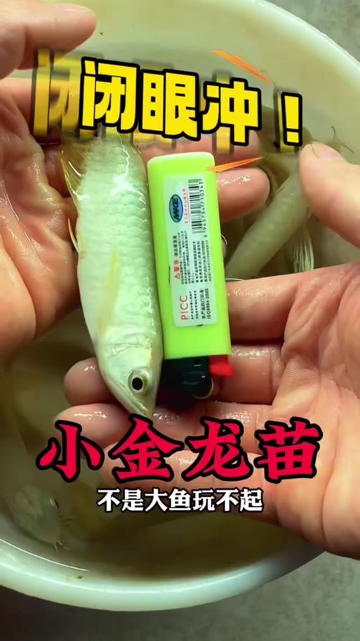 給我一些挑選高品質金龍魚幼苗的圖片示例，如何挑選高品質的金龍魚幼苗
