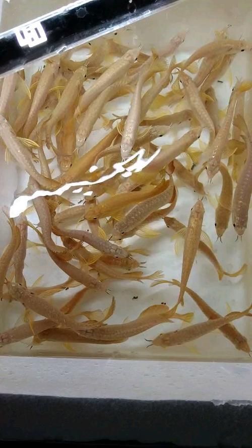 給我一些挑選高品質金龍魚幼苗的圖片示例，如何挑選高品質的金龍魚幼苗
