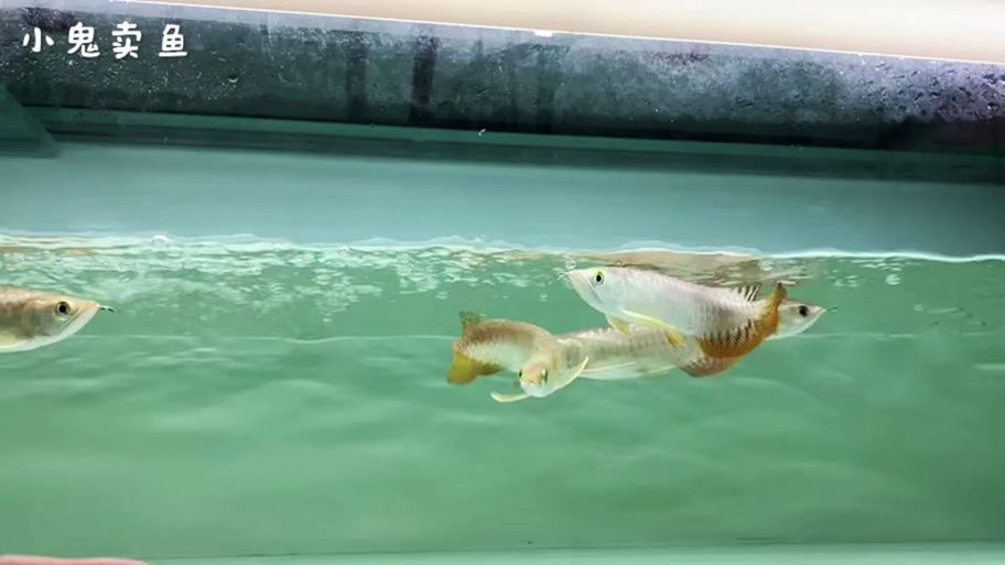 給我一些挑選高品質金龍魚幼苗的圖片示例，如何挑選高品質的金龍魚幼苗