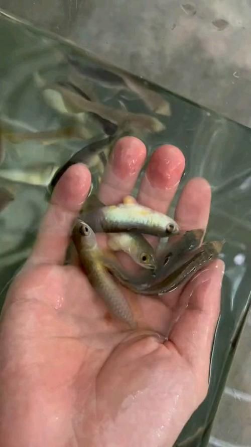 給我一些挑選高品質金龍魚幼苗的圖片示例，如何挑選高品質的金龍魚幼苗