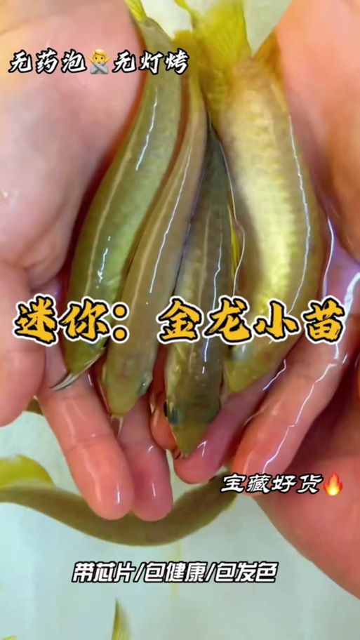 給我一些挑選高品質金龍魚幼苗的圖片示例，如何挑選高品質的金龍魚幼苗