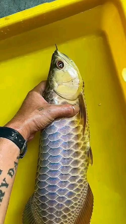 給我推薦幾款古典藍底金龍魚，古典藍底金龍魚