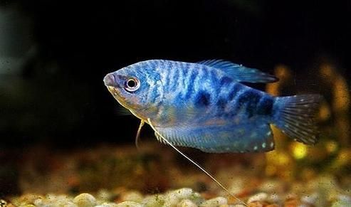 藍龍魚有哪些飼養技巧？，藍龍魚的飼養技巧