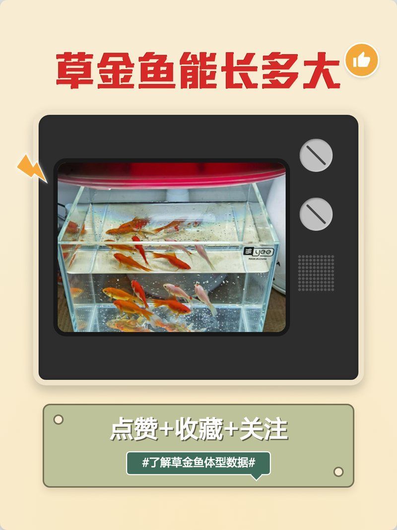 有哪些金魚品種可以長到20厘米，家庭養殖金魚的注意事項