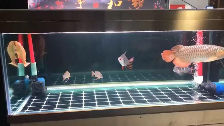 藍底高背金龍魚有哪些飼養難點？，藍底高背金龍魚的飼養