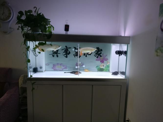 推薦幾款性價比高的龍魚LED燈，性價比高的龍魚led燈