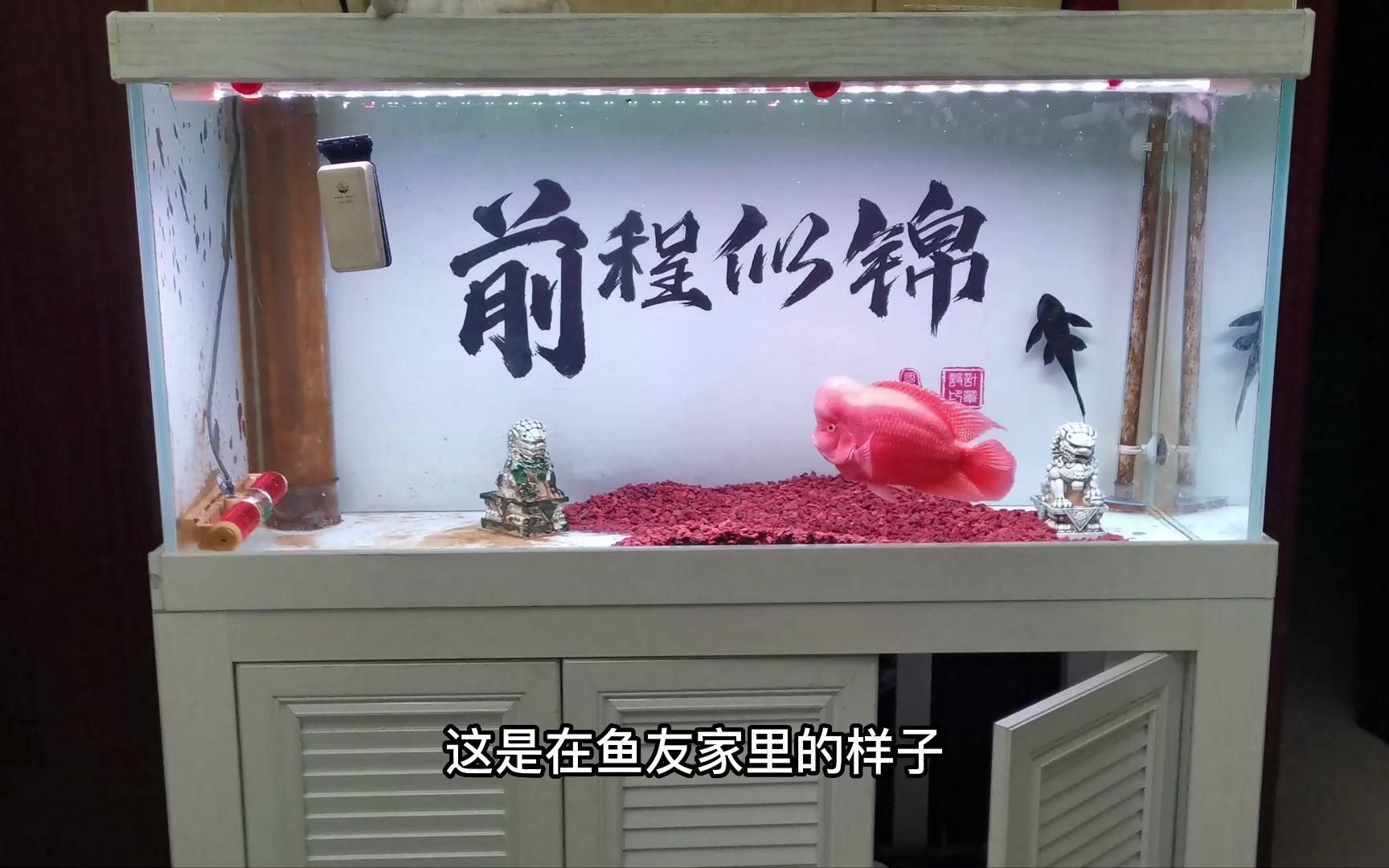 1.2米的魚缸能養龍魚嗎，1.2米的魚缸能夠養龍魚嗎