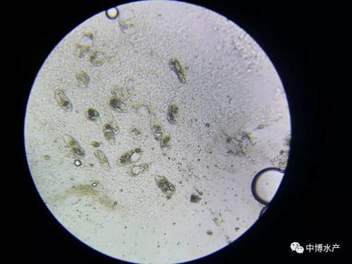 有哪些天然方法可以預(yù)防龍魚外寄生蟲感染，arxiv論文助手，關(guān)于觀賞魚養(yǎng)殖中疾病預(yù)防