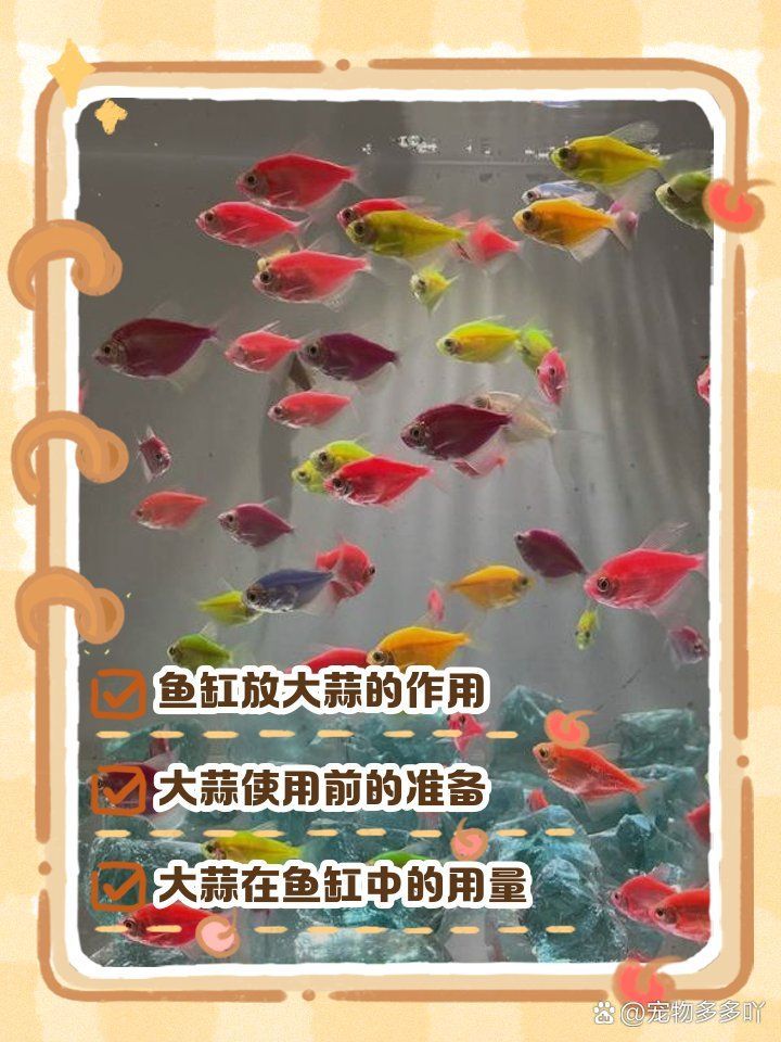 有哪些天然方法可以預(yù)防龍魚外寄生蟲感染，arxiv論文助手，關(guān)于觀賞魚養(yǎng)殖中疾病預(yù)防
