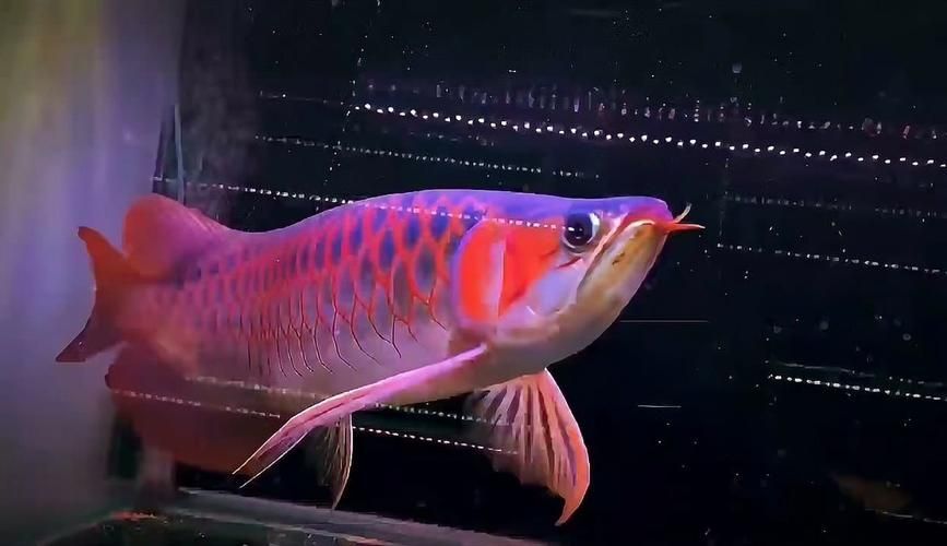紅龍魚哪個品牌最受歡迎？，全球最受歡迎的紅龍魚品牌之一，卡宴紅龍和瑰寶龍哪個更受歡迎
