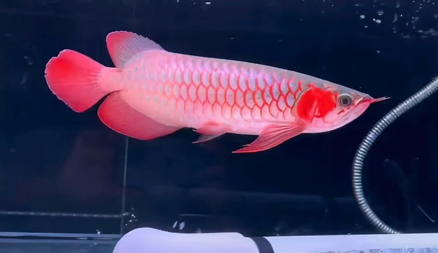 紅龍魚哪個品牌最受歡迎？，全球最受歡迎的紅龍魚品牌之一，卡宴紅龍和瑰寶龍哪個更受歡迎
