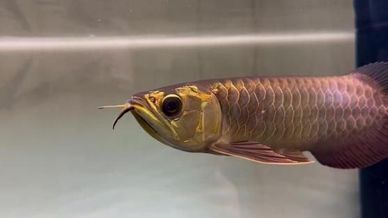 李亞四龍魚的價格一般是多少？，李亞四龍魚市場價格走勢李亞四龍魚選購避坑指南