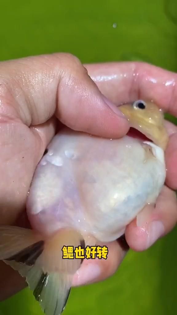 鰓病如何治療，如何治療魚鰓病