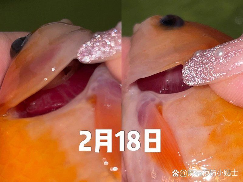 鰓病如何治療，如何治療魚鰓病