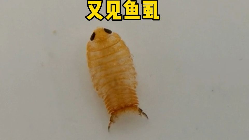 如何判斷魚是否感染魚虱，魚是否感染魚虱通常需要觀察魚的行為和外觀和外觀