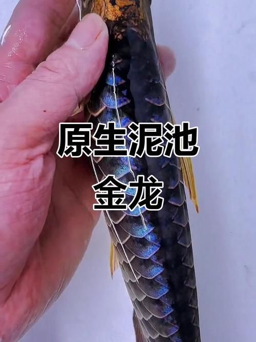 給我一些古龍過背金龍的圖片，古龍過背金龍有哪些顏色變異