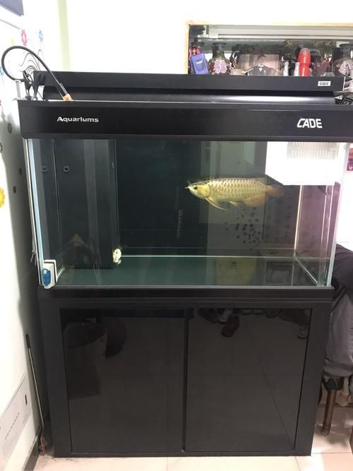 彩蝶魚缸有哪些型號推薦？，彩蝶魚缸型號介紹