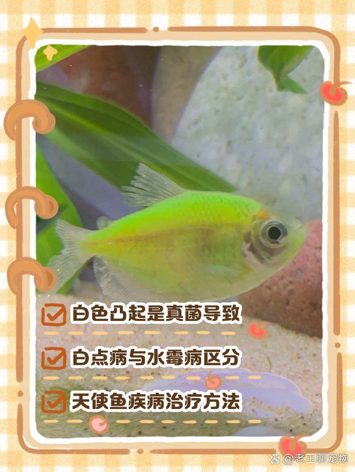 魚嘴凸起白色包多久會自愈，天使魚嘴邊長出凸起白色是什么