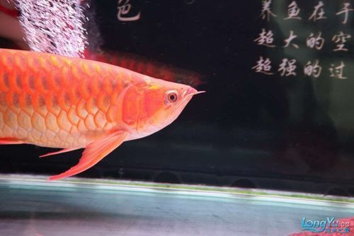 給我推薦一些泗水龍魚的頂級品系，泗水超血王的繁殖技巧是什么泗水超血王的繁殖技巧
