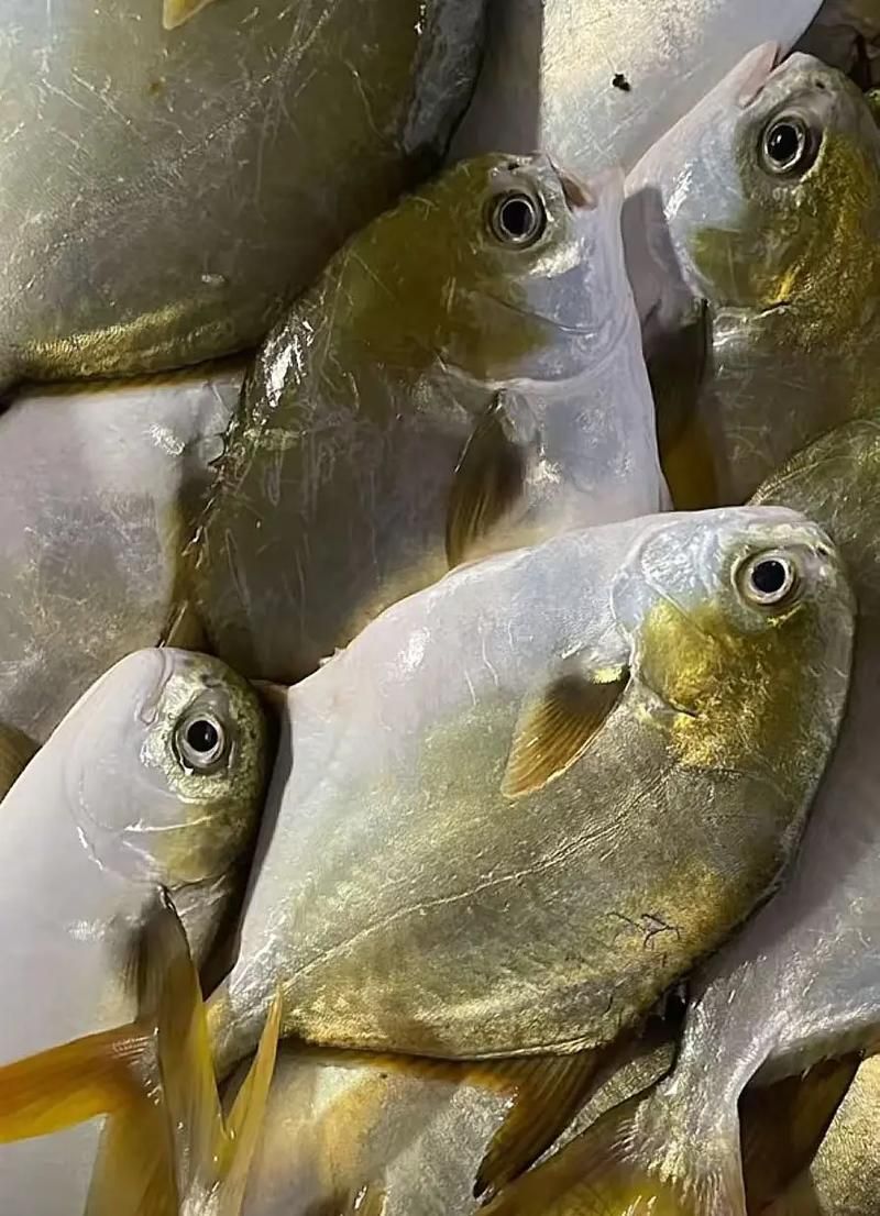 金昌龍魚的飼養(yǎng)難度如何？，金昌龍魚的飼養(yǎng)指南