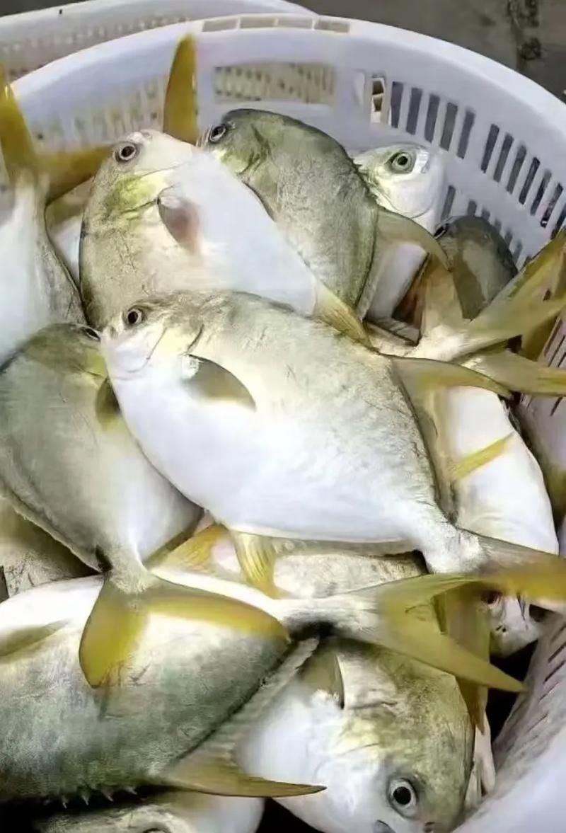 金昌龍魚的飼養(yǎng)難度如何？，金昌龍魚的飼養(yǎng)指南
