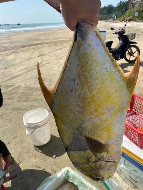金昌龍魚的飼養(yǎng)難度如何？，金昌龍魚的飼養(yǎng)指南