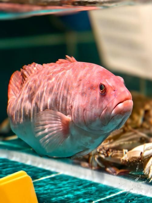如何判斷杰西卡恐龍魚是否新鮮？，杰西卡恐龍魚（loricariidae科（loricariidae科）