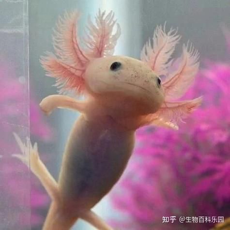 如何判斷杰西卡恐龍魚是否新鮮？，杰西卡恐龍魚（loricariidae科（loricariidae科）
