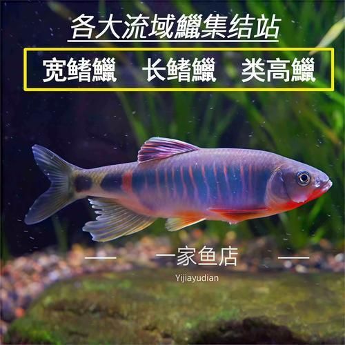 如何判斷杰西卡恐龍魚是否新鮮？，杰西卡恐龍魚（loricariidae科（loricariidae科）